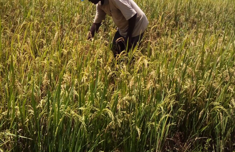 « Parrains-Tiers Monde (PTM) : Un Acteur Clé dans la Préservation des Ressources Naturelles au Togo »